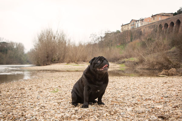 photographe chien toulouse, photographe animalier portrait chien extérieur, séance photo chien toulouse, carlin