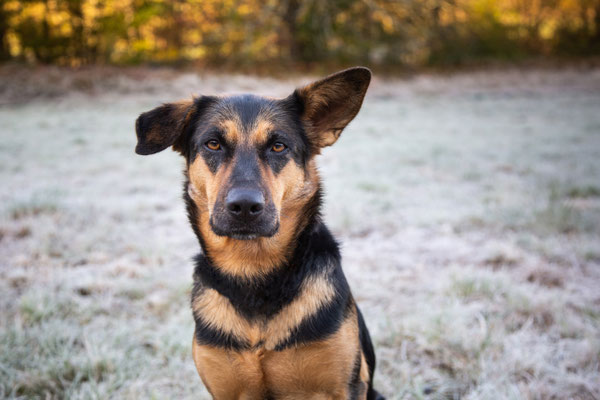 photographe chien toulouse, portrait chien photo, photographe animalier
