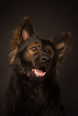 photographe animalier chien toulouse, Altdeutscher Schäferhund