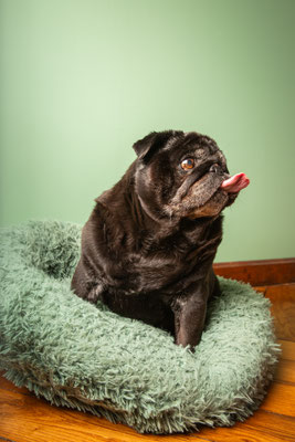 photographe chien toulouse à domicile, portrait chien, séance photo chien