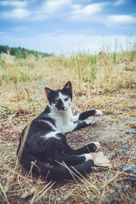 photographe chat toulouse, photo chat extérieur, séance photo chat toulouse, photographe animalier