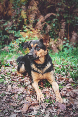 photographe chien toulouse, photo chien extérieur, séance photo chien toulouse