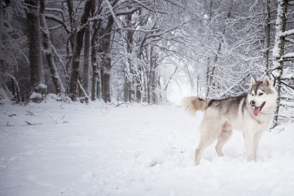 photographe chien toulouse, photo chien extérieur, séance photo chien toulouse, portrait animalier, husky dans la neige