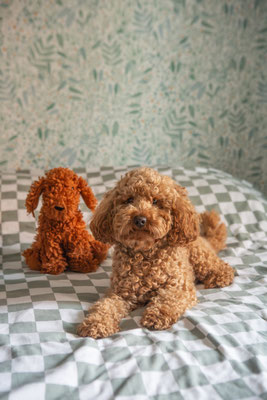 photographe chien toulouse à domicile, portrait chien, séance photo chien