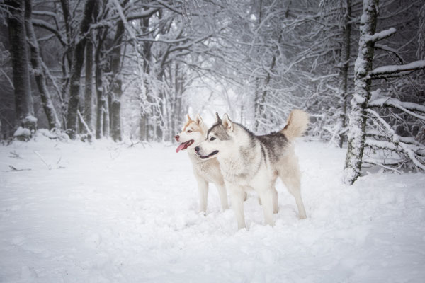 photographe chien toulouse, photo chien extérieur, séance photo chien toulouse, portrait animalier, husky dans la neige
