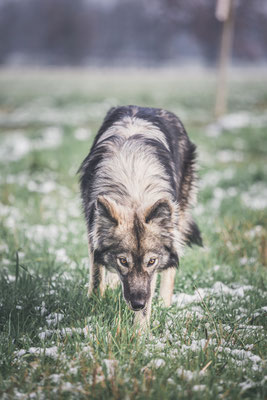 photographe chien toulouse, photo chien extérieur, séance photo chien toulouse, portrait animalier, tamaskan