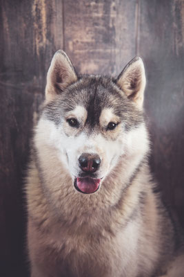 photographe chien studio, séance photo chien studio, portrait chien husky, photographe animalier toulouse, photo husky