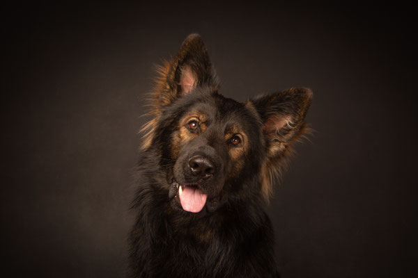 photographe animalier chien toulouse, Altdeutscher Schäferhund