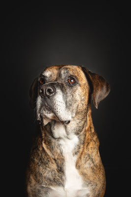 photographe chien studio, séance photo chien studio, portrait chien, photographe animalier toulouse