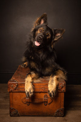 photographe animalier chien toulouse, Altdeutscher Schäferhund