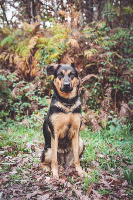 photographe chien toulouse, photo chien extérieur, séance photo chien toulouse