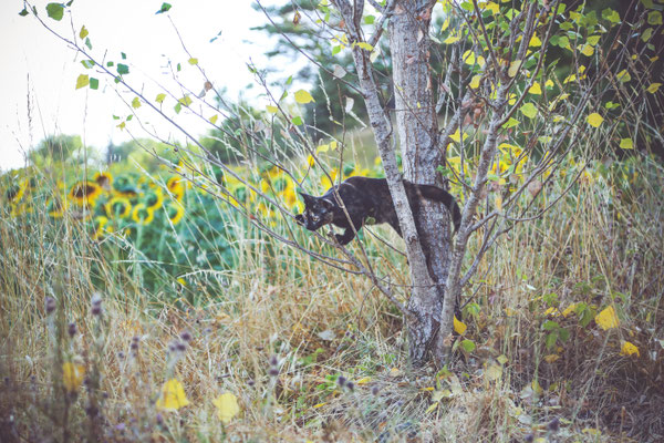 photographe chat toulouse, photo chat extérieur, séance photo chat toulouse, photographe animalier