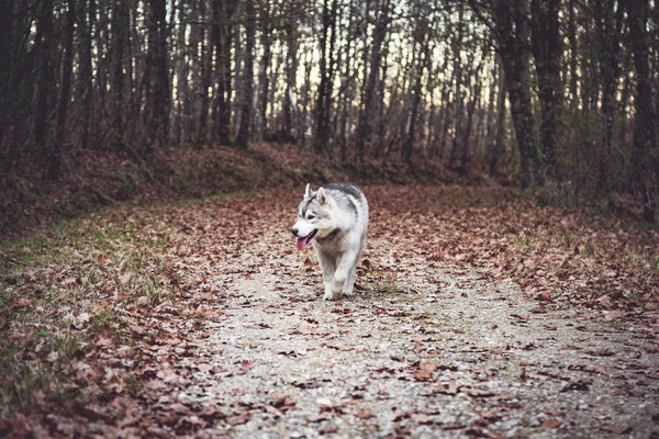 photographe chien toulouse, photo chien extérieur, séance photo chien toulouse, photo de husky