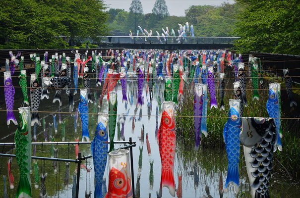 鶴生田川 こいのぼり里まつり 群馬県館林市つつじ町 My Vacation 大人の遠足 鶴生田川 こいのぼり里まつり 群馬県館林市つつじ町 My Vacation 大人の遠足