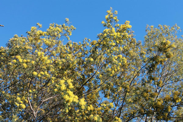 Von Januar bis März blühen die Mimosen