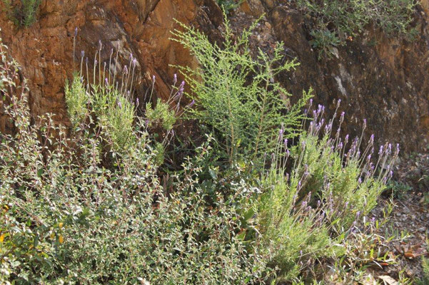 DIE Pflanze der Provence: Lavendel