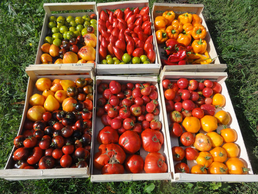 recolte 2015 de tomates