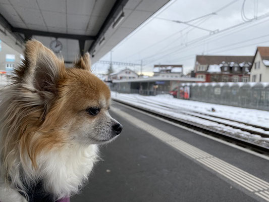 Gingers erste Zugfahrt