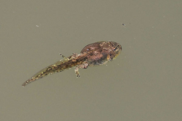 Gelbauchunken Kaulquappe, H.Eigenbrod