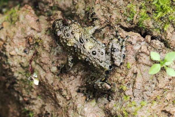                       Junge Gelbbauchunke, H.Eigenbrod                      Junge Gelbbauchunke, H.Eigenbrod