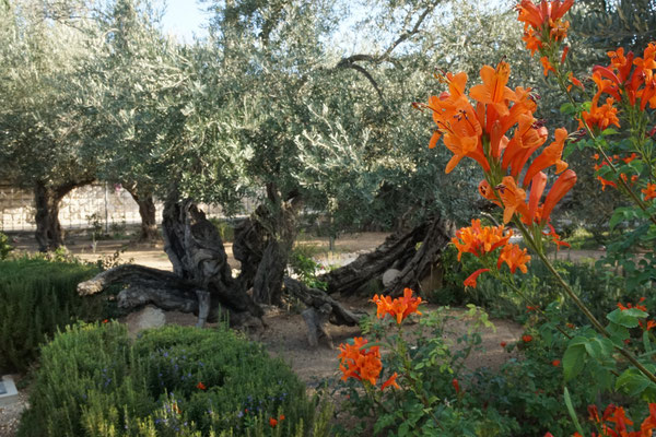 Garten Getsemani
