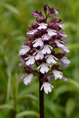 Purpurknabenkraut (Orchis purpurea)
