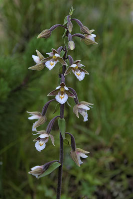Sumpf-Stendelwurz (Epipactis palustris)