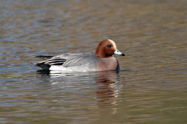 Pfeifente (Mareca penelope)