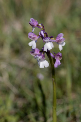 Kleines Knabenkraut (Orchis morio ssp.)