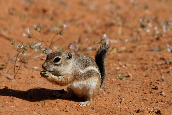 White-Tailed Antelope Squirrel (Ammospermophilus leucurus)