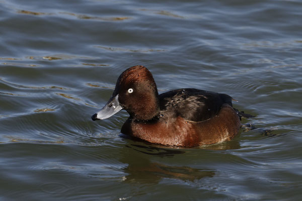 Moorente (Aythya nyroca)