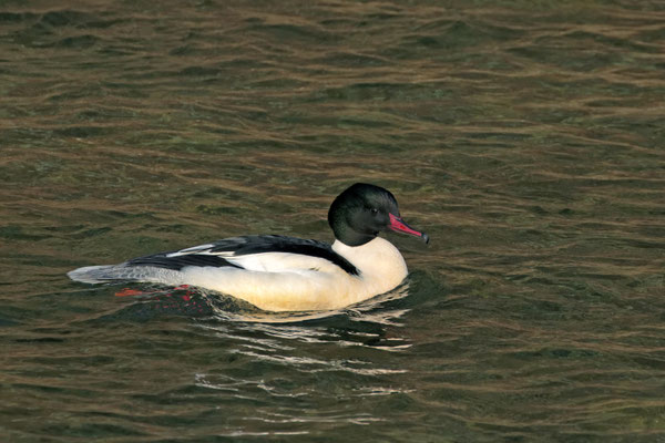 Gänsesäger (Mergus merganser)