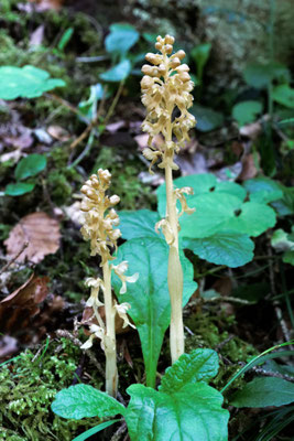 Nestwurz (Neottia nidus-avis)