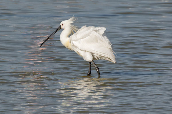 Löffler (Platalea leucorodia)
