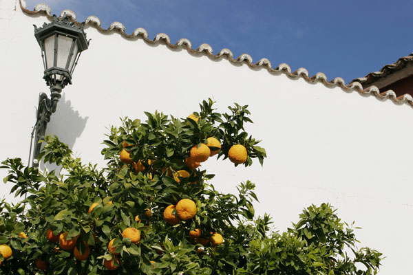 Reife Orangen in Ronda
