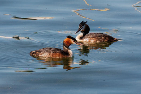 Haubentaucher (Podiceps cristatus)