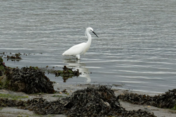 Seidenreiher (Egretta garzetta)