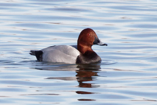 Tafelente (Aythya ferina)