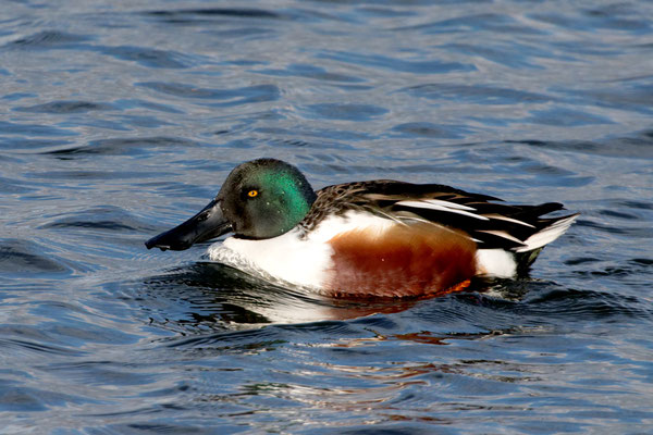 Löffelente (Spatula clypeata)