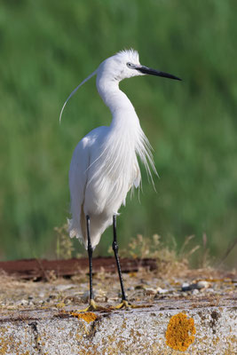 Seidenreiher (Egretta garzetta)