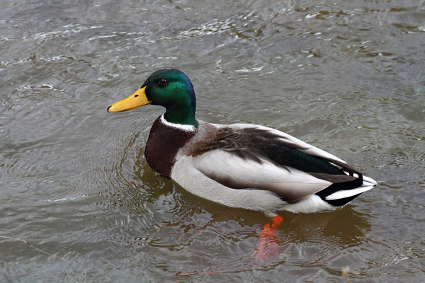 Stockente (Anas platyrhynchos)