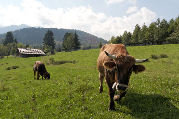 Weidevieh im Freiluftmuseum Glentleiten