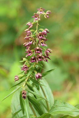 Breitblättrige Stendelwurz (Epipactis helleborine)