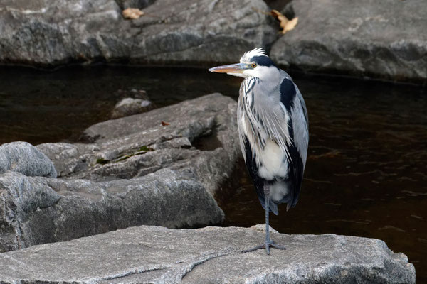 Graureiher (Ardea cinerea)