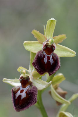 Ophrys sphegodes subsp. garganica