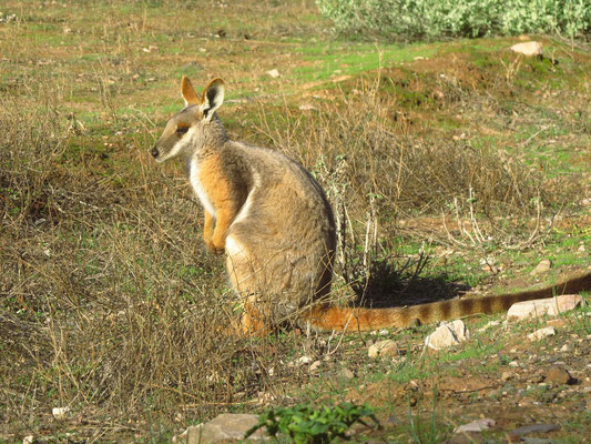 Yellow footed wallaby