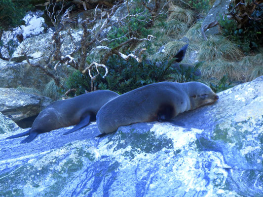 Seehunde in Sound  -  seals in the sound