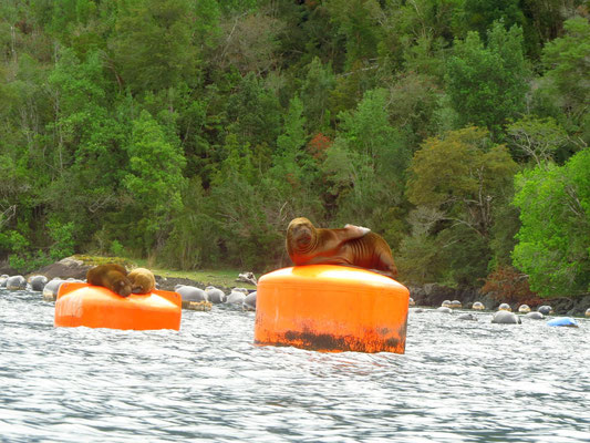 Seelöwen sonnen sich  auf den Bojen -  sea lions sunning themselves on the buoys