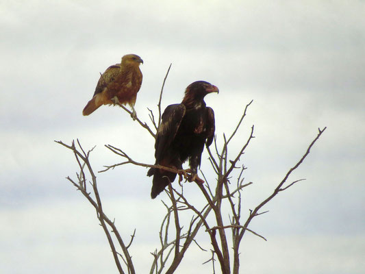 Geier -  vultures