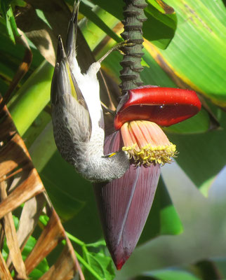Bananenblüten scheinen lecker zu sein  -  the flowers of banana palms seem to be tasty